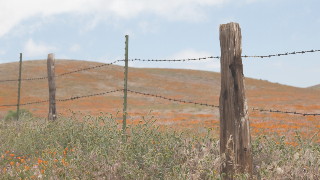 Barbed wire fence with wooden posts in a field of wildflowers under a blue sky.